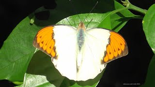 稀産地】ツマベニチョウ♂♀標本☆尖閣諸島☆産88/84mm近年入島自由に