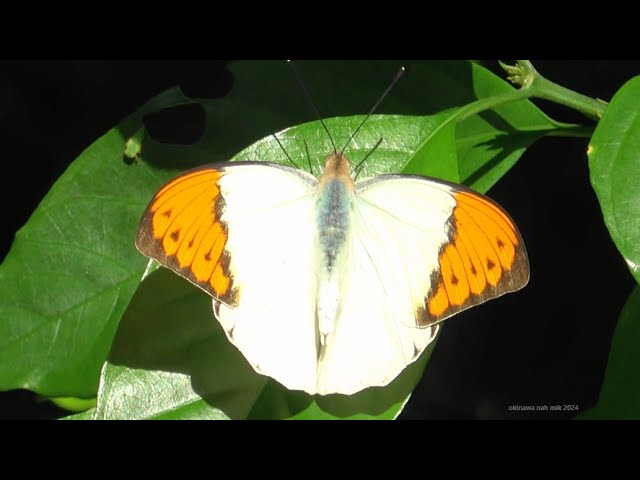 ツマベニチョウ♂（シロチョウ科）Hebomoia glaucippe 2024年11月 沖縄