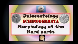 Echinodermata : Hard part Morphology of the shell