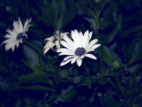 Video: Moon Gardening - Tipps für die Gartenarbeit bei Nacht