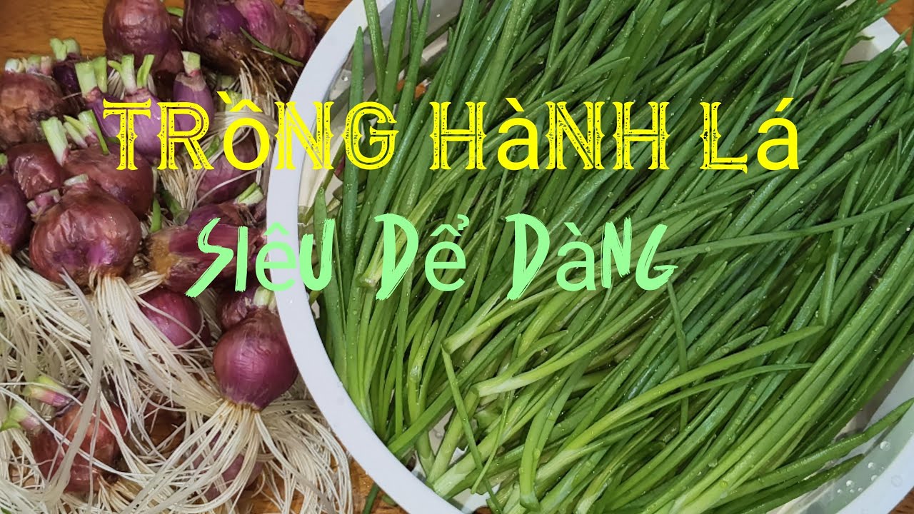 Trải nghiệm trồng hành lá từ củ hành tím, cách bảo quản hành lá ăn quanh năm 🌱🌱🌱