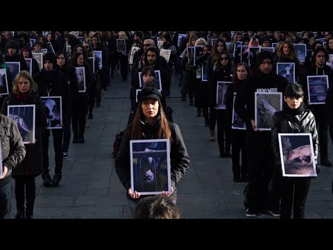 Un año siendo la voz de los animales