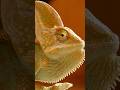 Scientists Discover the REAL Pinocchio Chameleon! 🤥