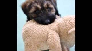 Briard Puppy 9 Weeks Giverny