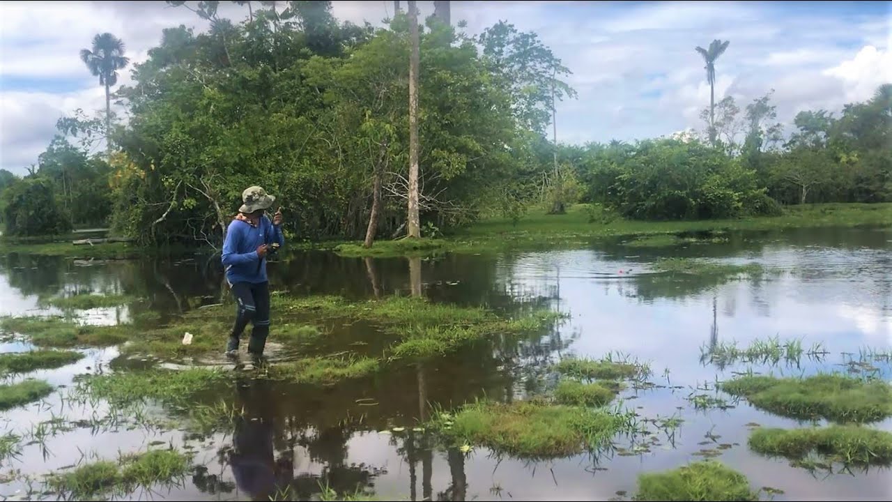 Swamp fishing for Hoplias malabaricus (Wolf fish) in Caiman infested waters