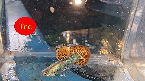 Cá 7 Màu Rồng Đỏ Tơ Bung Đẹp