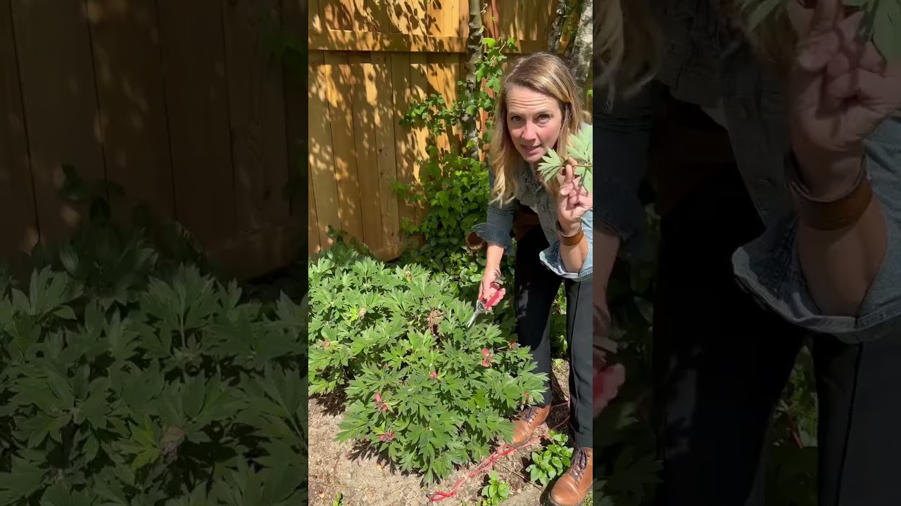 How to help your peony blooms after they’ve finished blooming