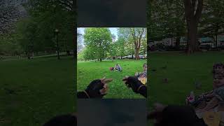 Ignoring the Squirrel Law