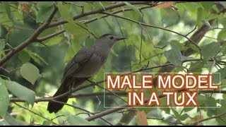 The Gray Catbird: NARRATED