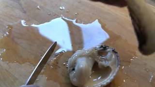 How to shuck and clean cockles
