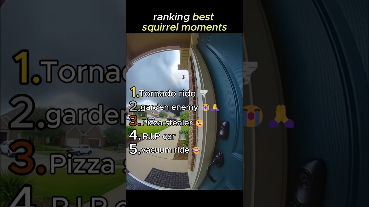 Ranking the best squirrel moments 😭🙏 
