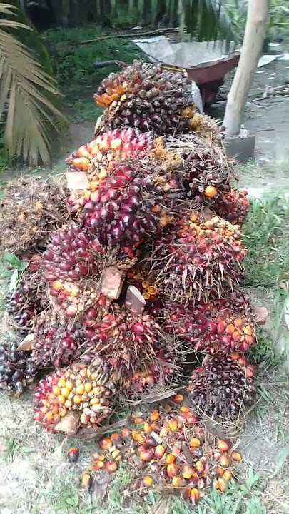 🤭👌Enak Nggak Jadi PETANI?..😅😂🤣😎