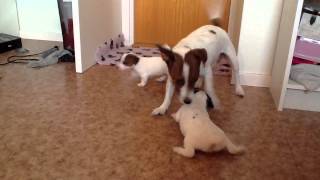 Jack Russell Puppies Almost 4 Weeks