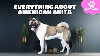 American Akita Dog 101   Watch This Before Getting One!