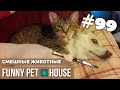 СМЕШНЫЕ ЖИВОТНЫЕ И ПИТОМЦЫ #99 АВГУСТ 2019 | Funny Pet House