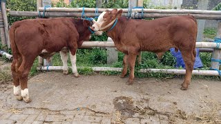 Price of male calves, Mas Fuad, Muntilan Animal Market, February 7, 2026