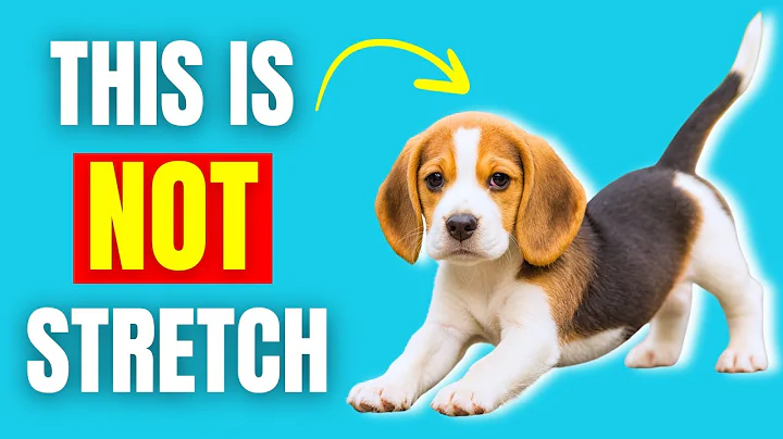 If Your Dog Stretches When They See You… This Is What It Really Means