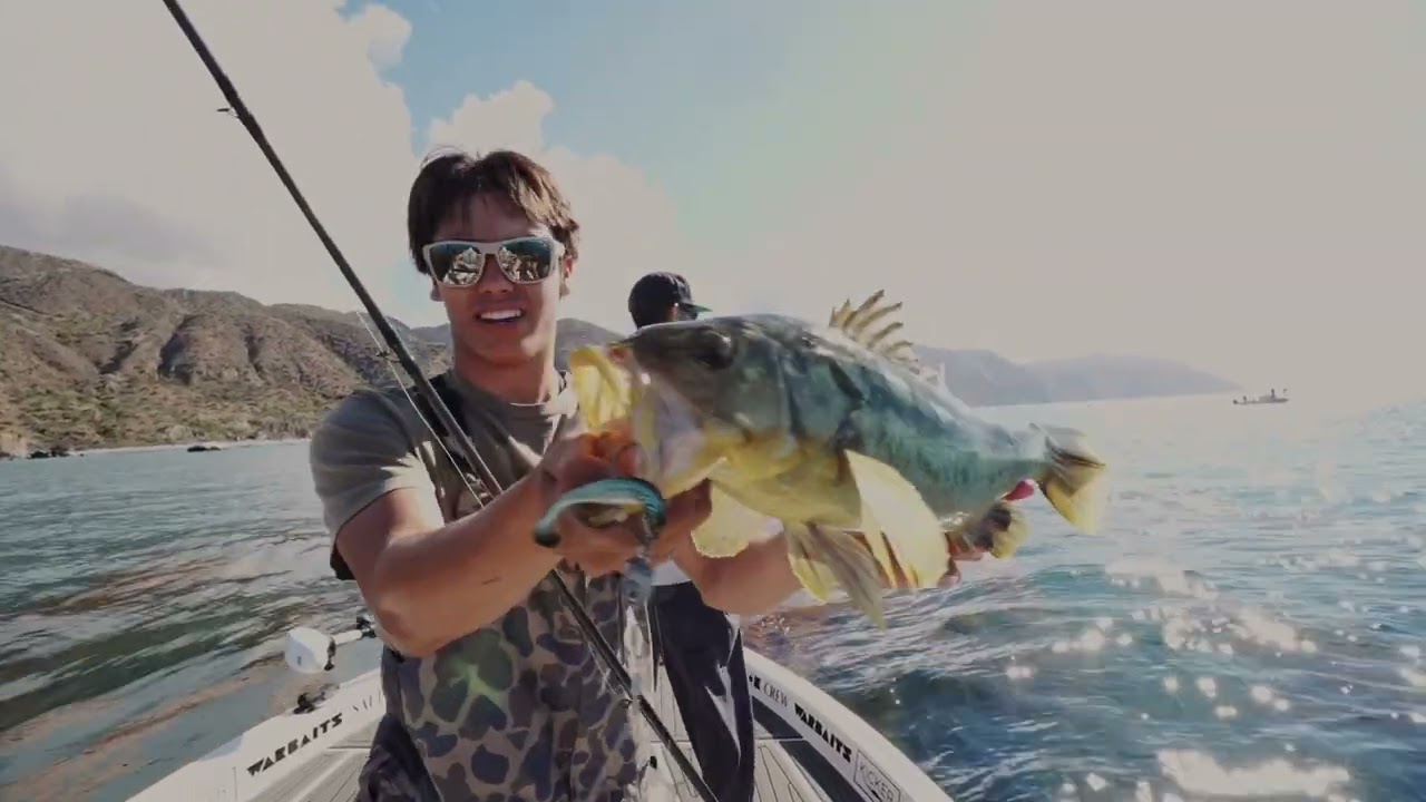 calico bass fishing reels Replica 25-Inch Fish Mount | King Sailfish Mounts Calico Bass Lures, Rods &