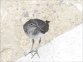 楽器弾けなくたっていいじゃない 大橋トリオ フラワー カバー アカペラ