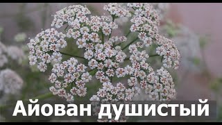Айован душистый (ажгон, индийский тмин) I Herbals-ua.com