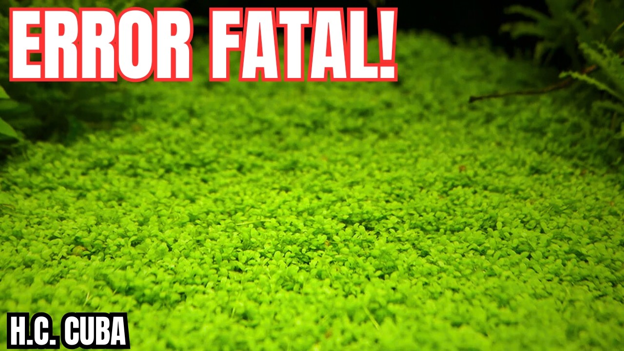 NO PLANTES CUBA SIN VER ESTO! 🌿 El Secreto para una Alfombra PERFECTA en 30 Días