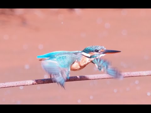 秋の舞岡公園でカワセミ&エゾビタキに会いました
