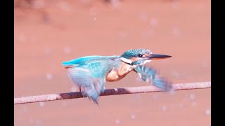 秋の舞岡公園でカワセミ＆エゾビタキに会いました