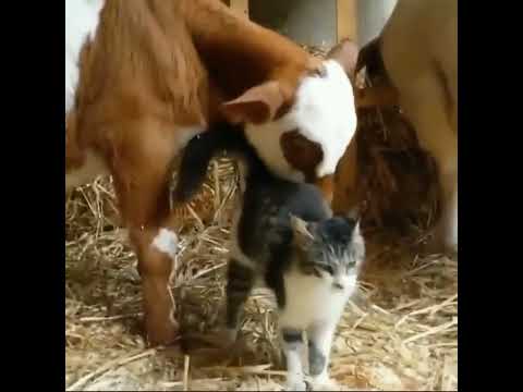 This is a weird looking cow 😂 #cat #cats #catsoftwitter #catsontwitter #catsoftwittter #cute #funny