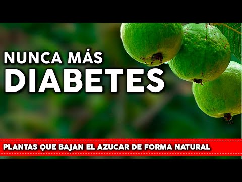 6 Plantas para la DIABETES que bajan el AZUCAR y Aumentan la INSULINA - Plántalas en tu Jardin