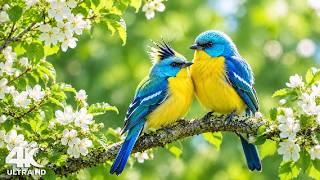 Soft Birdsong 🍀 Healing Nature Sounds for Better Sleep, Calm & Deep Relaxation 🌙 screenshot 5