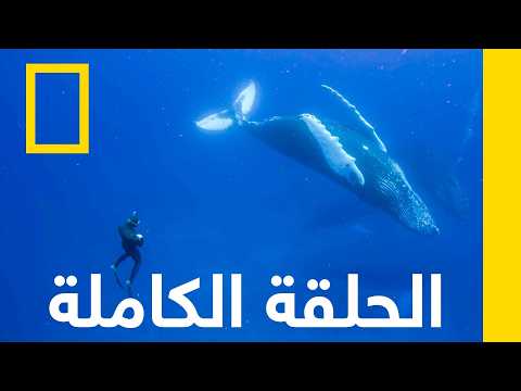 Ocean Explorers  Hammerhead Highway