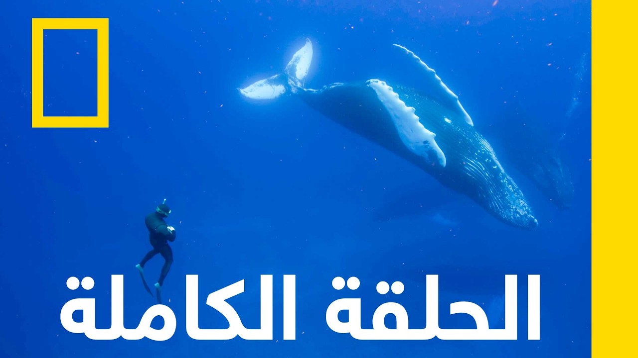 Ocean Explorers  Hammerhead Highway
 - نشر قبل 20 دقيقة