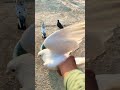 Pure White Pigeon Living Vairalvideo Pigeonlover Attitude Ytshorts Shortvideo Pigeonlover Pure White Pigeon Living Vairalvideo Pigeonlover Attitude Ytshorts Shortvideo Pigeonlover