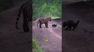 5 Times Animals Got Humbled