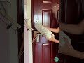 Lindungi Apartemenmu Tanpa Alarm! 🔒✨