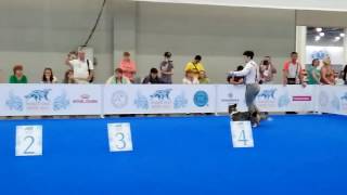 Мир,кардиган ,коб чемпион Batonas Gyvates Asara