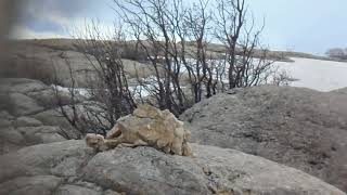 Kekli̇kleri̇n Kirali Hingirmaci Pat 7 Partridge Sound Bird Sound