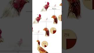 Reverse  breed result #swataseels #aseelmurga #mianwaliaseels #chickenrecipe #rooster
