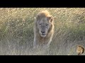 Casper The White Lion And Brother Up Close