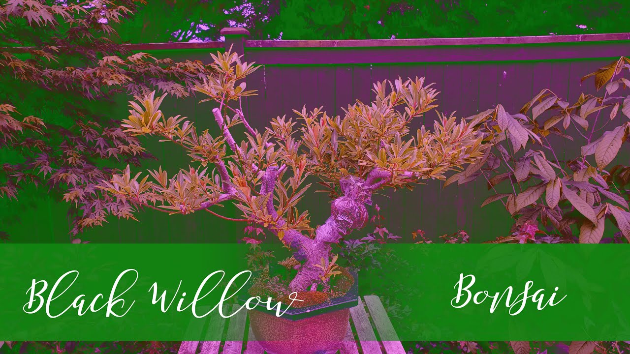 From Nursery Stock to Bonsai  - Black Willow Tree