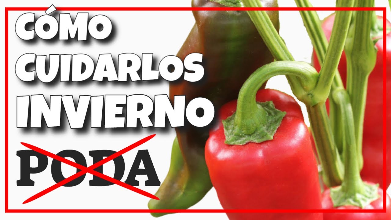 ✅ Cómo CUIDAR los Morrones, Pimientos, Chiles  Ajíes en INVIERNO?