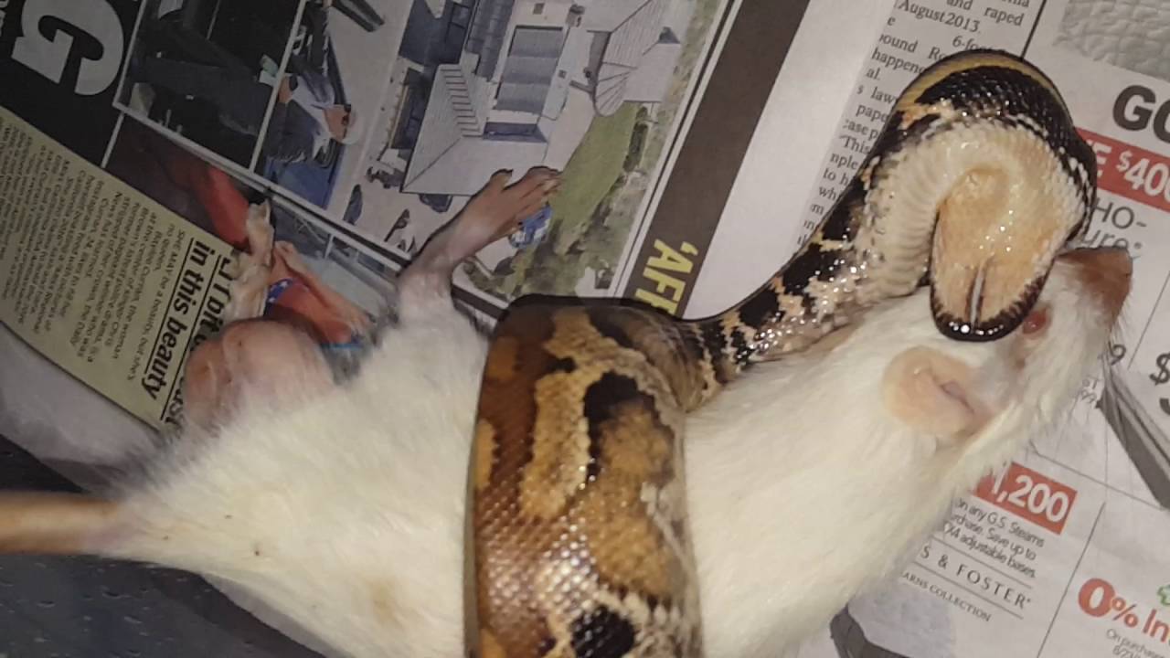 Blood python gets a large rat - YouTube