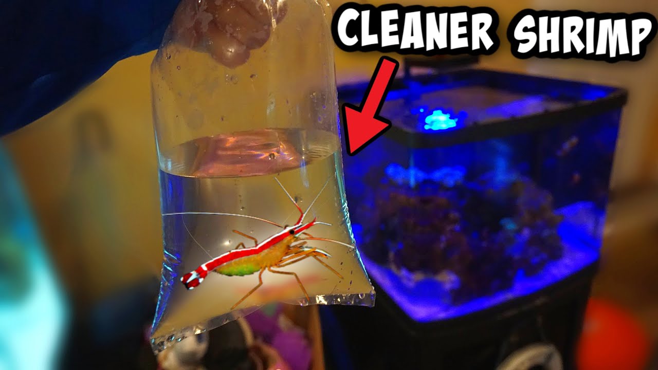 My NEW *CLEANER* SHRIMP For SALTWATER Aquarium YouTube