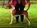 American Foxhound - AKC Dog breed series