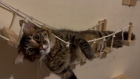 Bridge Installed, Cat Approved