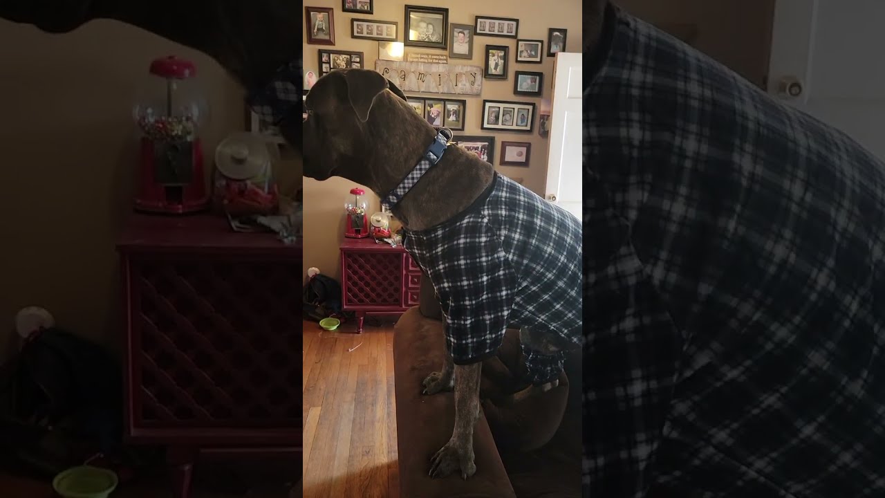 FuzzYard Pet Apparel Pajamas reviewed by Cane Corso