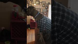 FuzzYard Pet Apparel Pajamas reviewed by Cane Corso
