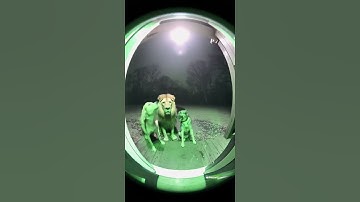 Dog and Lion Caught on Door Cam at 3AM 😳🌧️🦁 #funny #animals #dog #lion #tornado  #hurricane