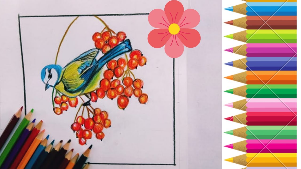 Quick beautiful bird drawing with color pencil-easy steps - YouTube