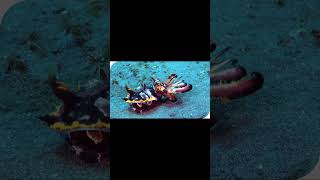 This Octopus Can Transform Into ANY Animal! 😱 | Mimic Octopus Explained